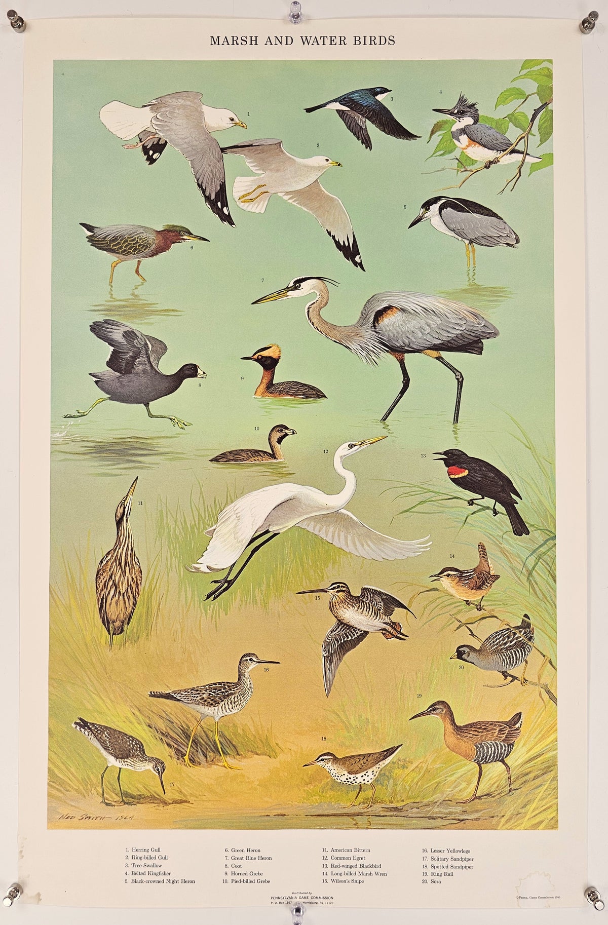 Marsh and Winter Birds - Original Vintage Poster
