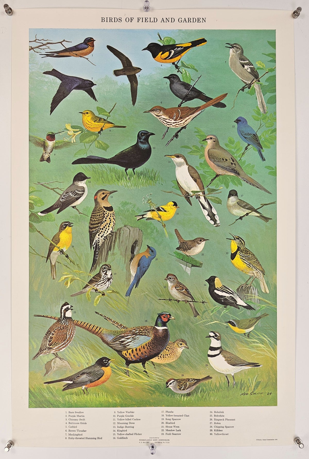 Birds of Field and Garden - Original Vintage Poster