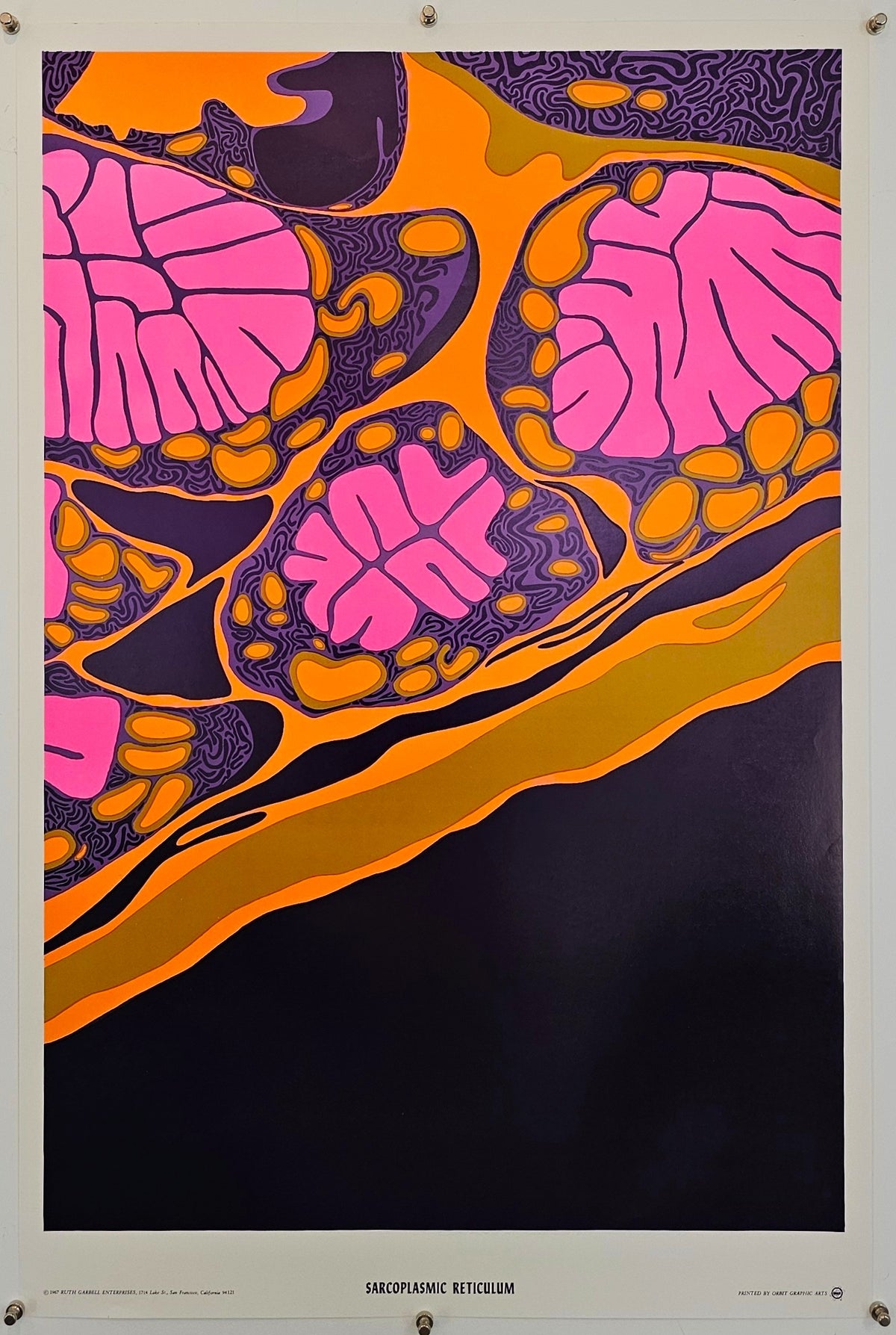 Sarcoplasmic Reticulum by Ruth Garbell - Original Vintage Poster