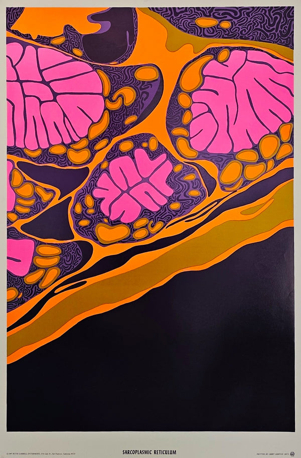 Sarcoplasmic Reticulum by Ruth Garbell - Original Vintage Poster