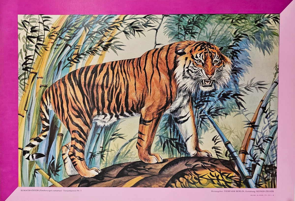 Berlin Zoo, Sumatran Tiger - Original Vintage Poster