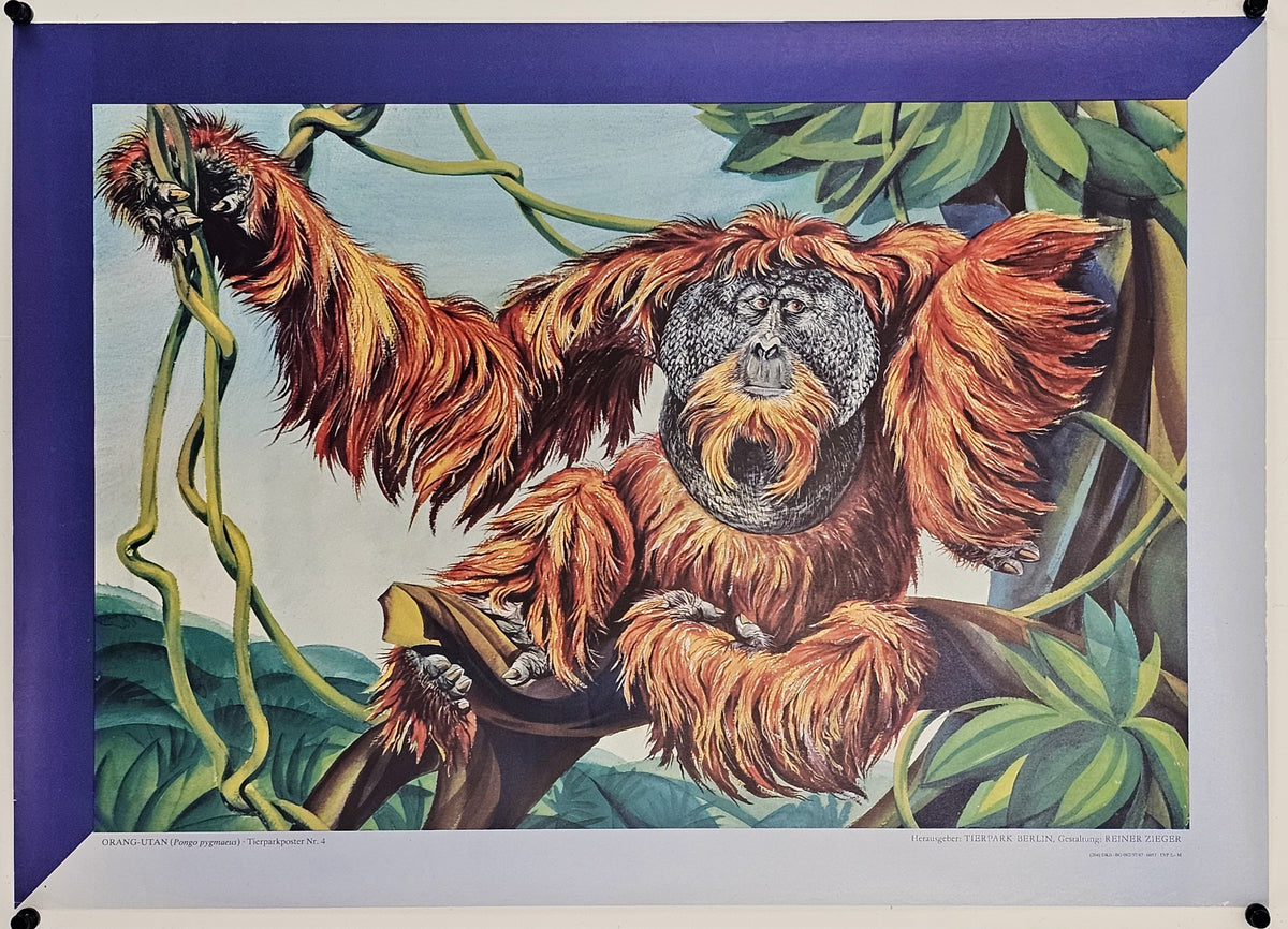 Berlin Zoo, Bornean Orangutan - Original Vintage Poster