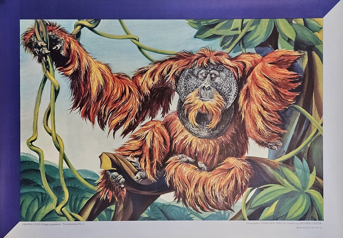 Berlin Zoo, Bornean Orangutan - Original Vintage Poster