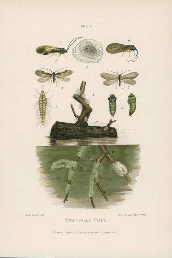 Spongilla Flies- NY Forest, Fish, Game Commission - Authentic Vintage Antique Print