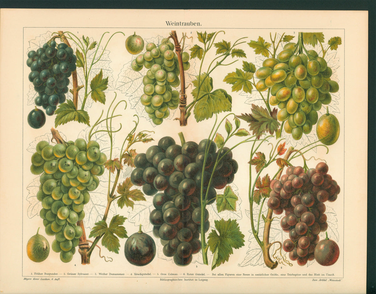 Wine Grapes- Antique Chromolithograph (1895) - Authentic Vintage Antique Print