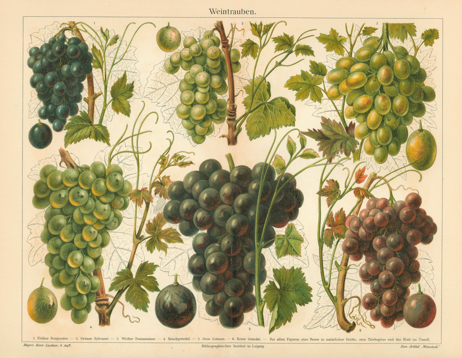 Wine Grapes- Antique Chromolithograph (1895) - Authentic Vintage Antique Print