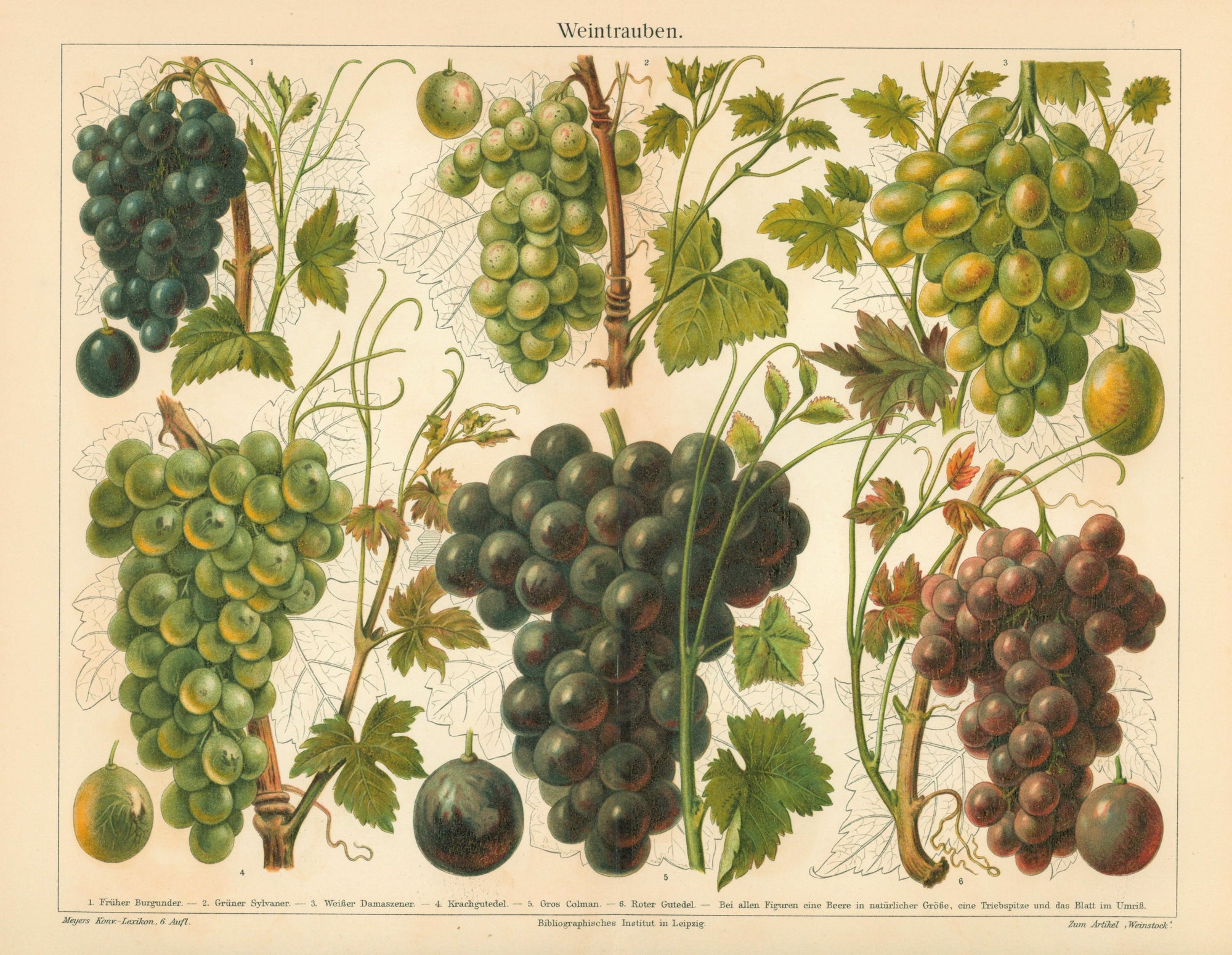 Wine Grapes- Antique Chromolithograph (1895) - Authentic Vintage Antique Print