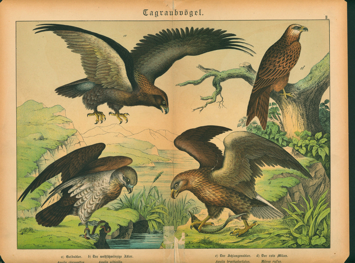 Golden, White Tail, Short Toed Eagle- Antique Chromolithograph - Authentic Vintage Antique Print
