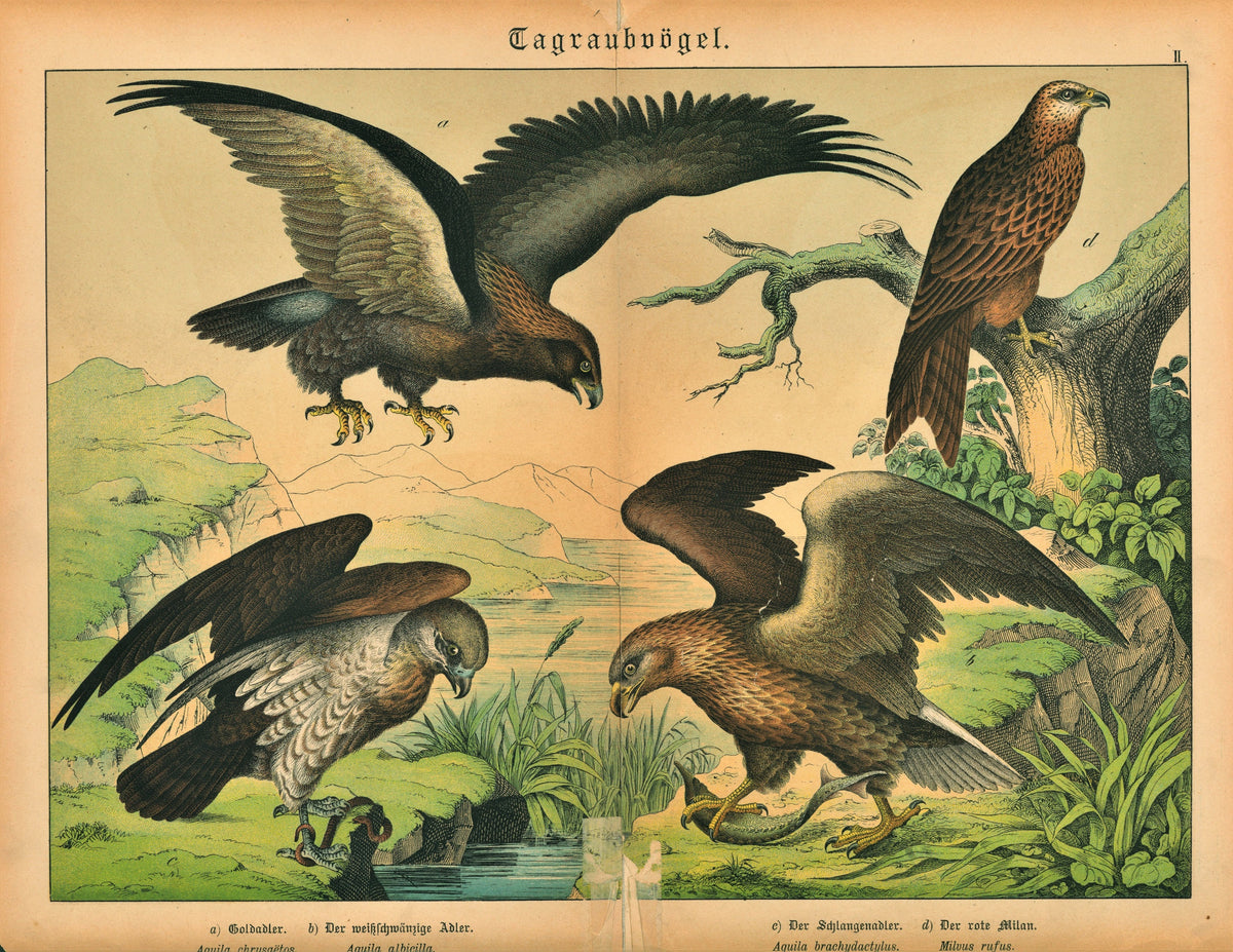Golden, White Tail, Short Toed Eagle- Antique Chromolithograph - Authentic Vintage Antique Print