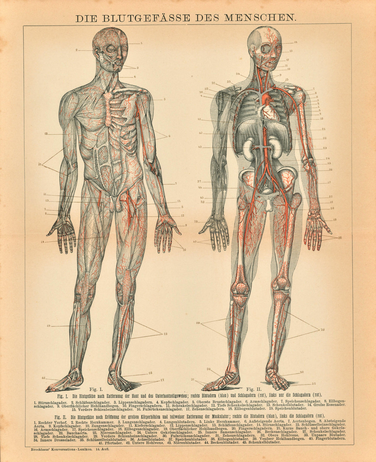 Human Blood, Circulatory System - Authentic Vintage Antique Print
