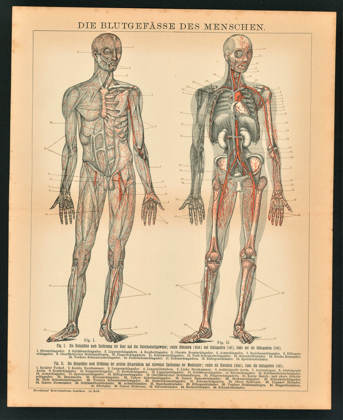 Human Blood, Circulatory System - Authentic Vintage Antique Print