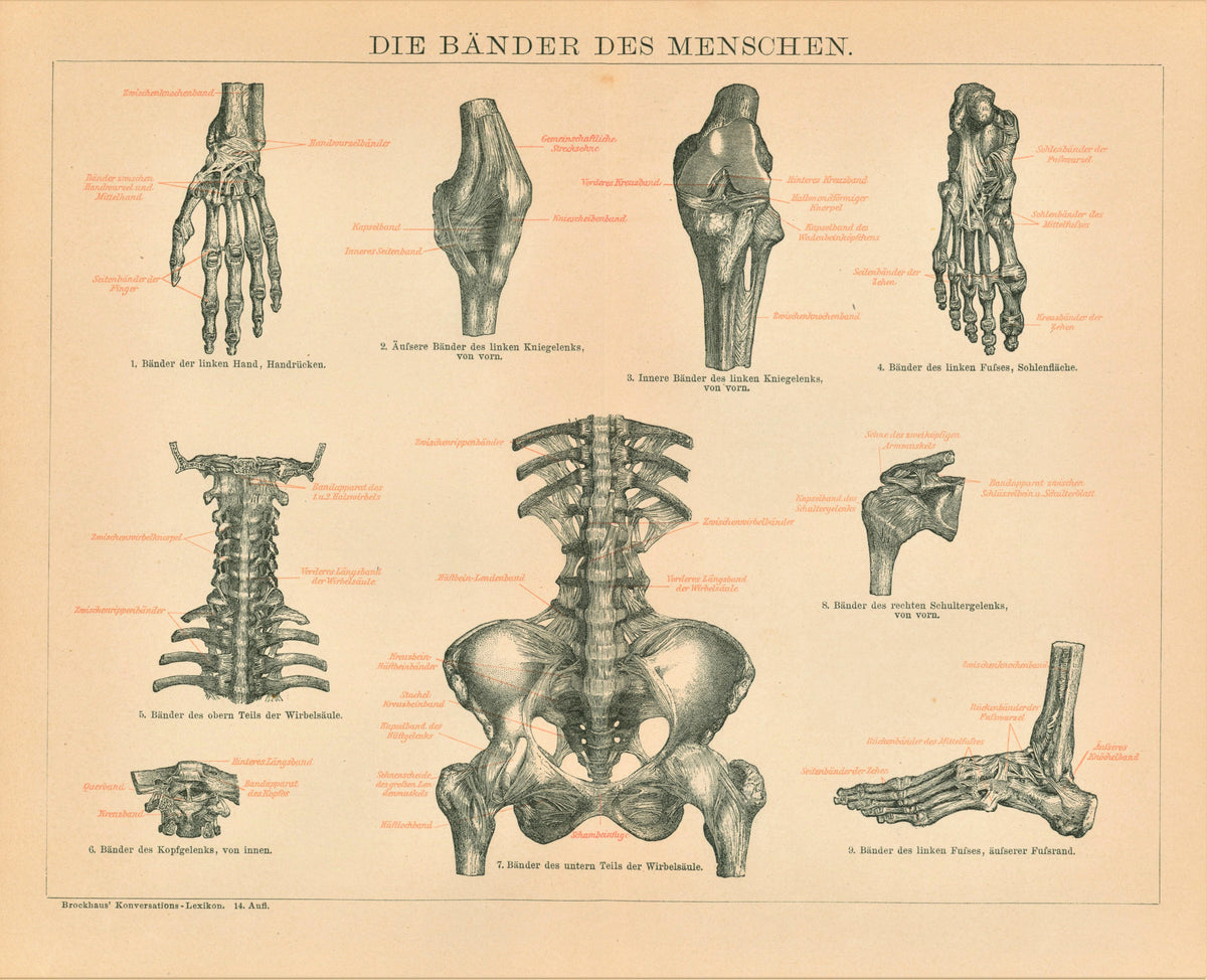 Human Skeleton - Authentic Vintage Antique Print