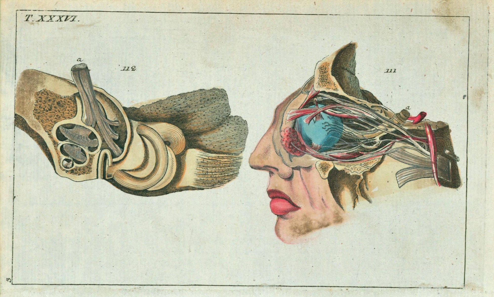 Medical Eyeball Anatomy- Hand Colored Engraving - Authentic Vintage Antique Print