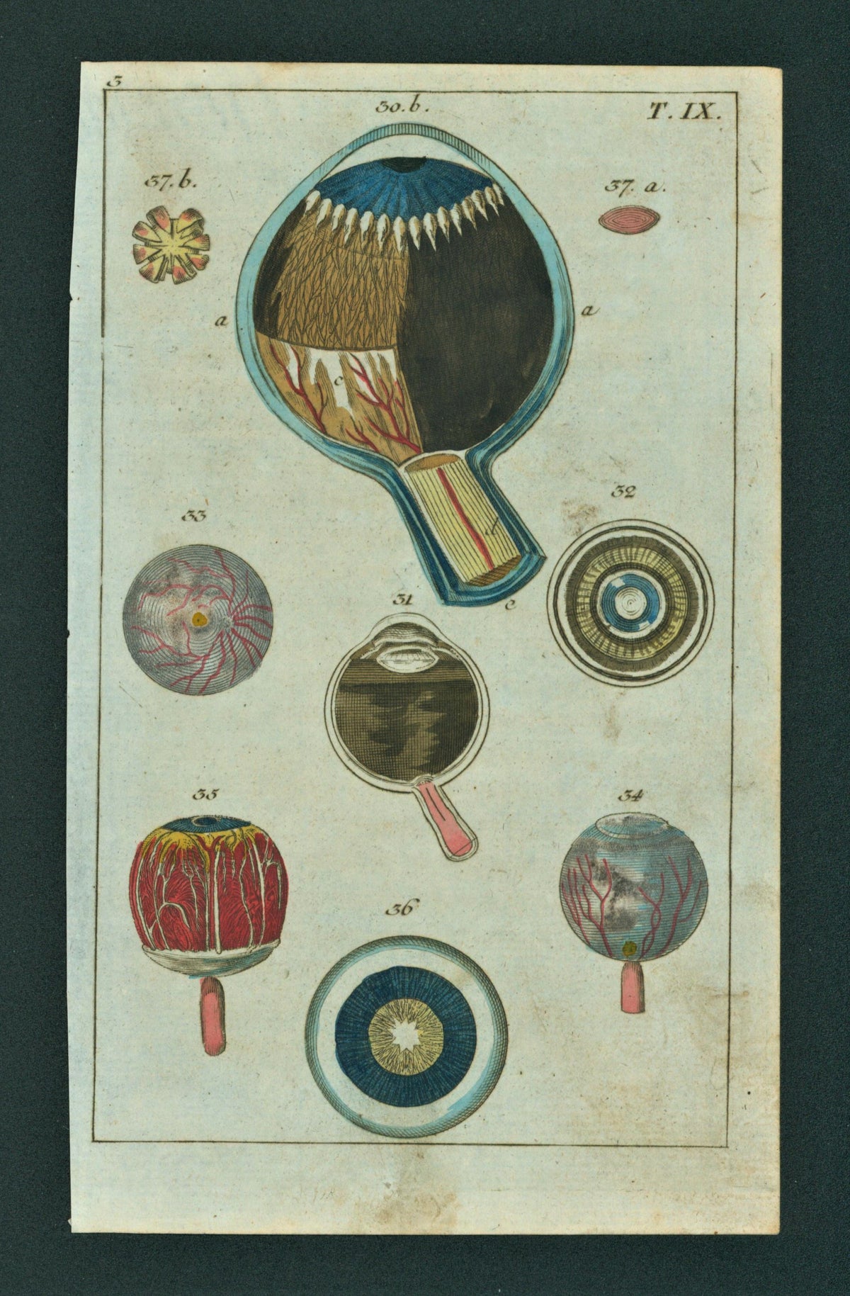 Medical Eyeball Anatomy- Hand Colored Engraving - Authentic Vintage Antique Print