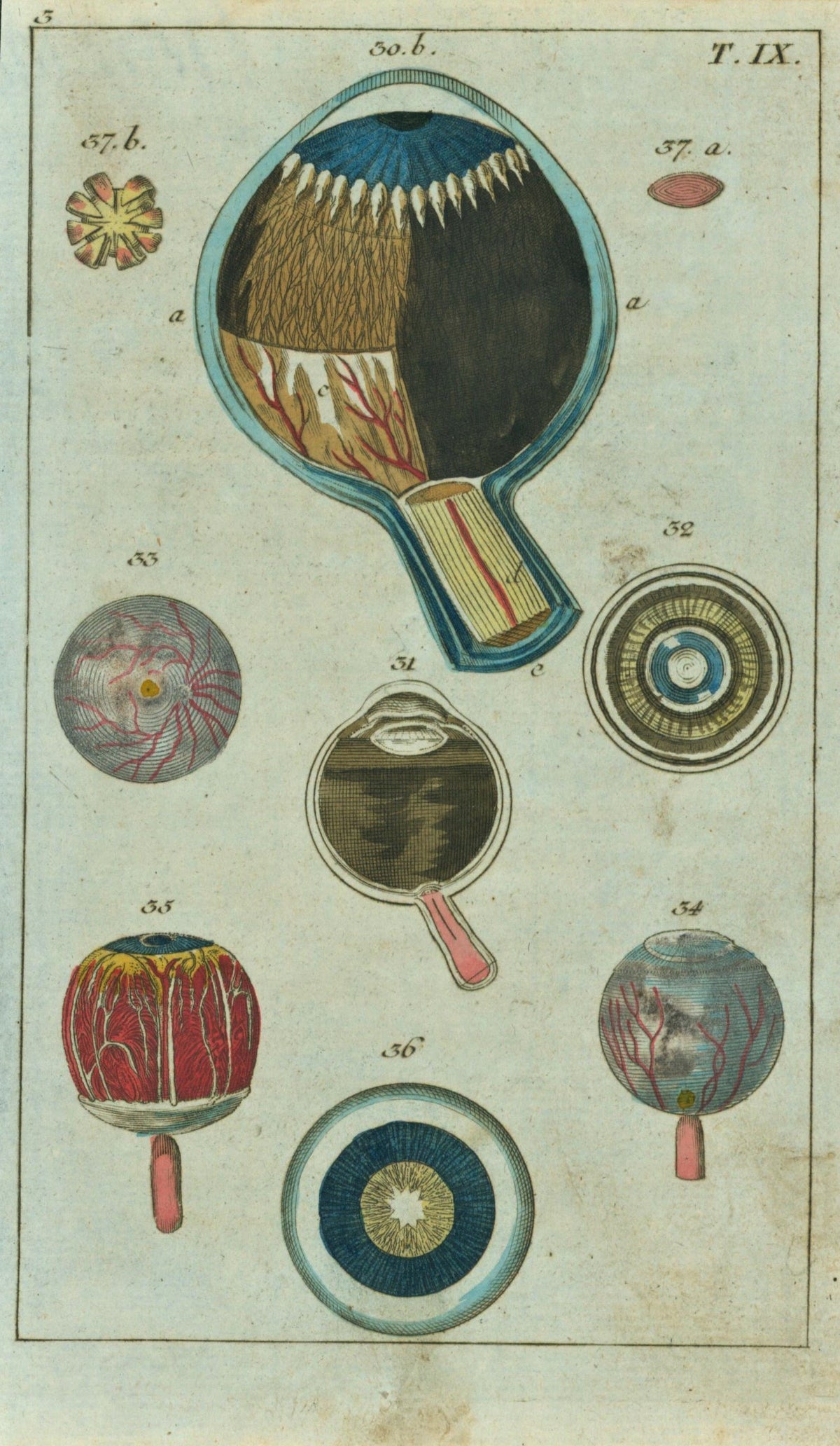 Medical Eyeball Anatomy- Hand Colored Engraving - Authentic Vintage Antique Print