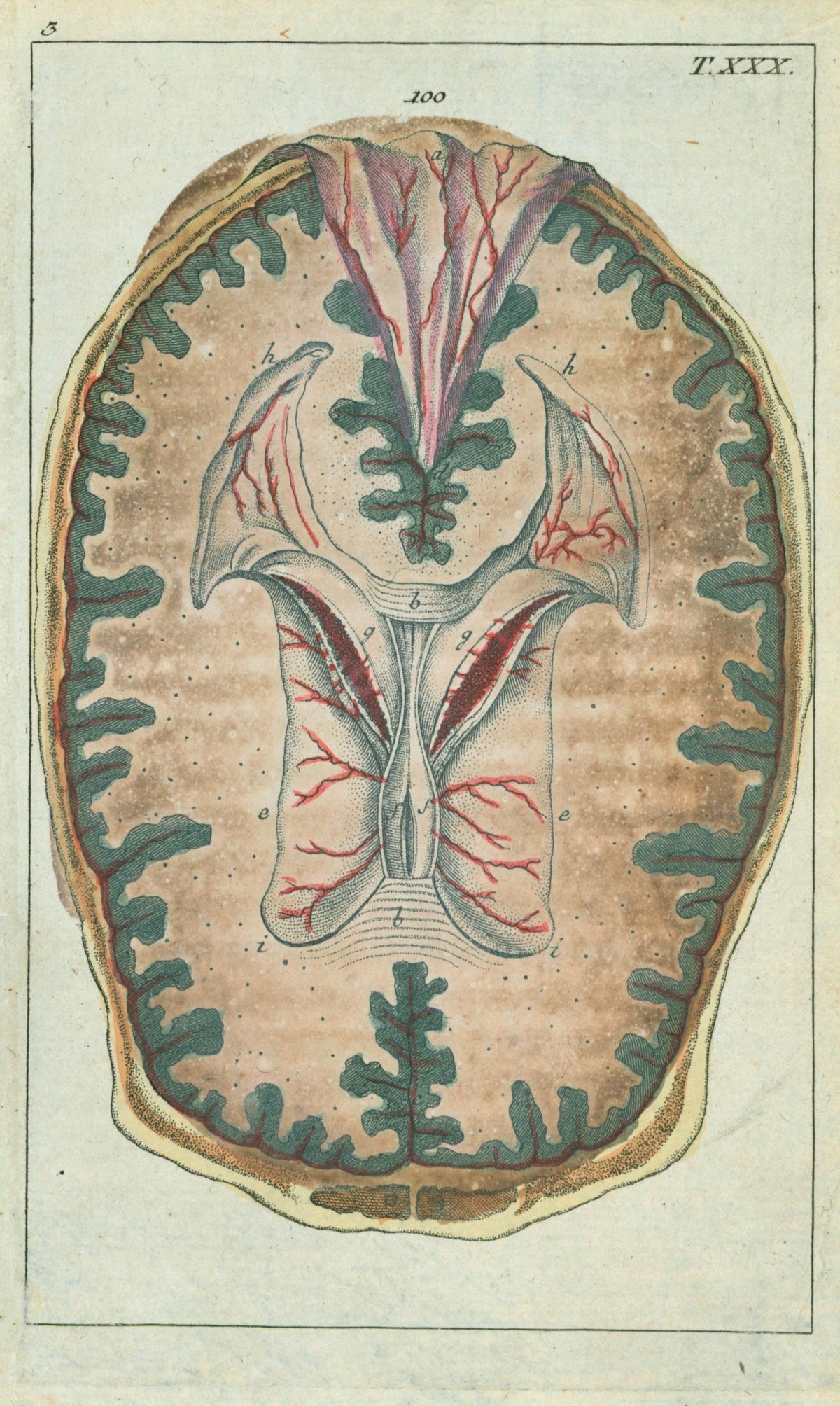 Medical Brain Anatomy- Hand Colored Engraving - Authentic Vintage Antique Print