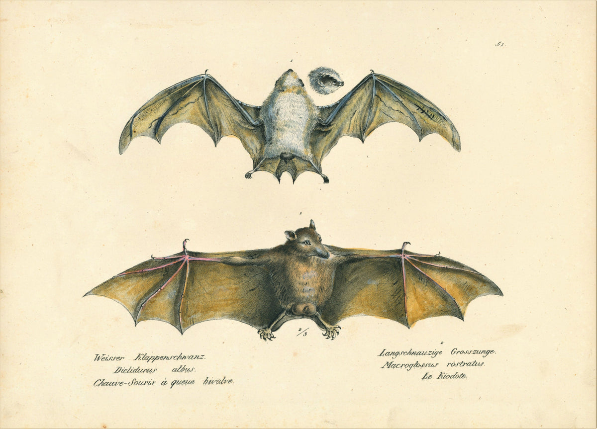 Bats, Mammals- Stone Lithograph - Authentic Vintage Antique Print