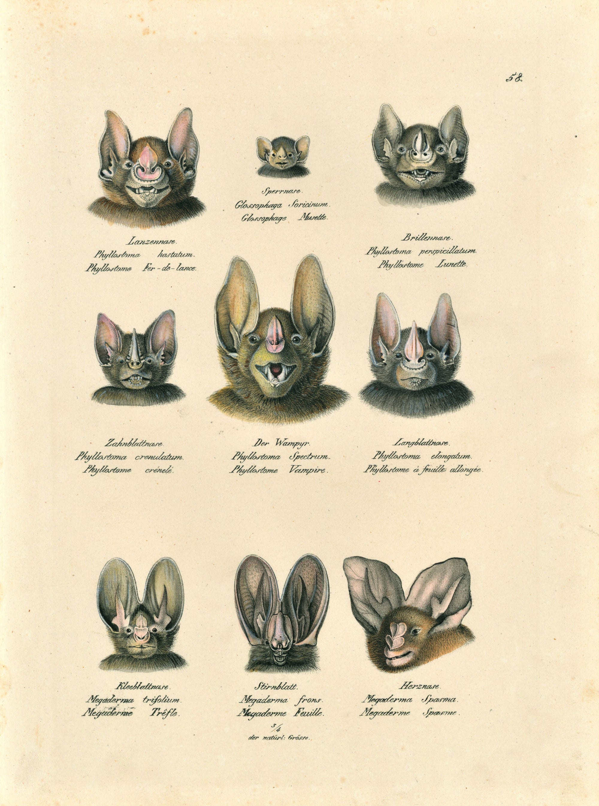 Bats, Mammals- Stone Lithograph - Authentic Vintage Antique Print