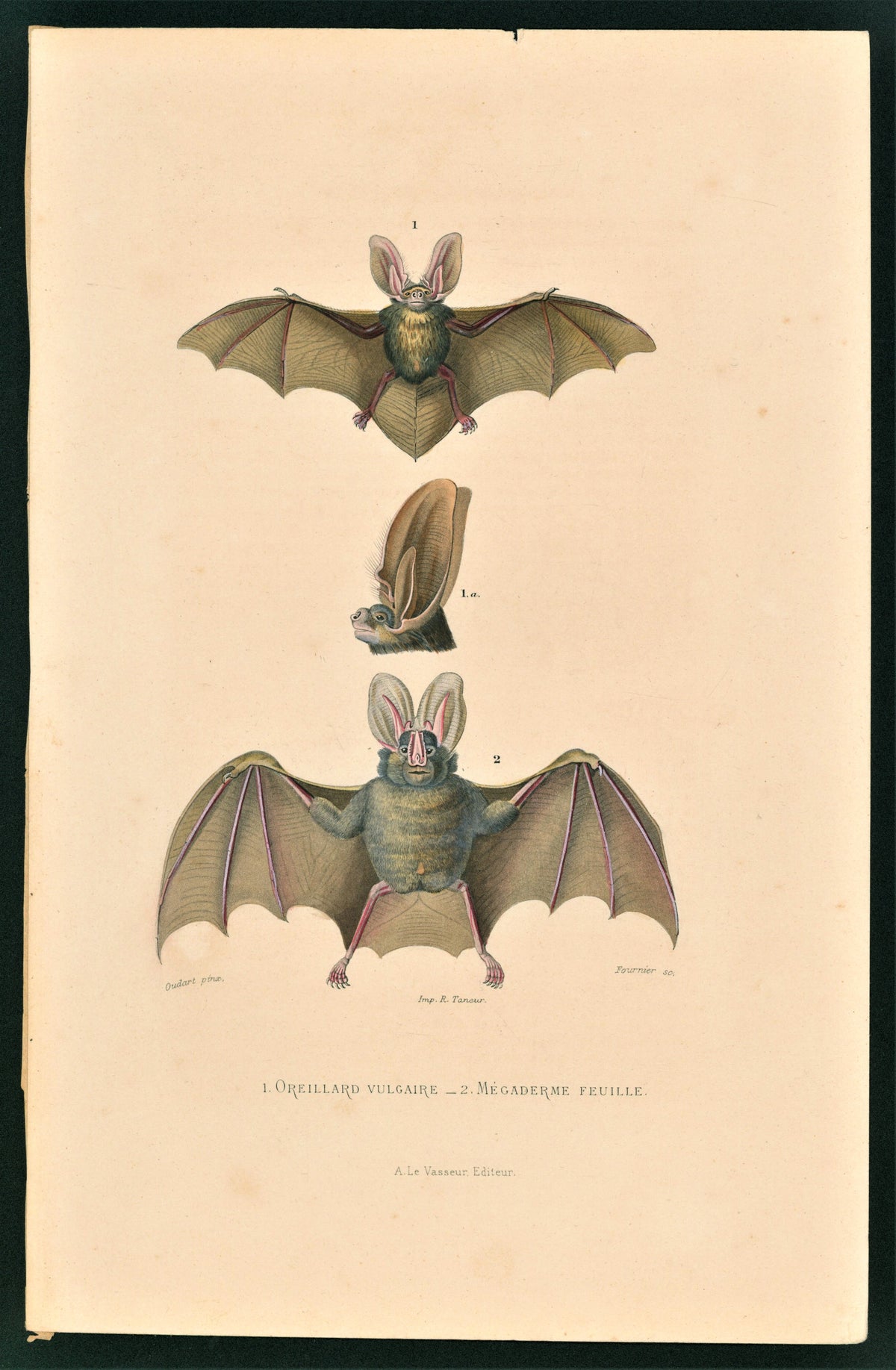 Edwards Bat- Hand-Colored Engraving - Authentic Vintage Antique Print