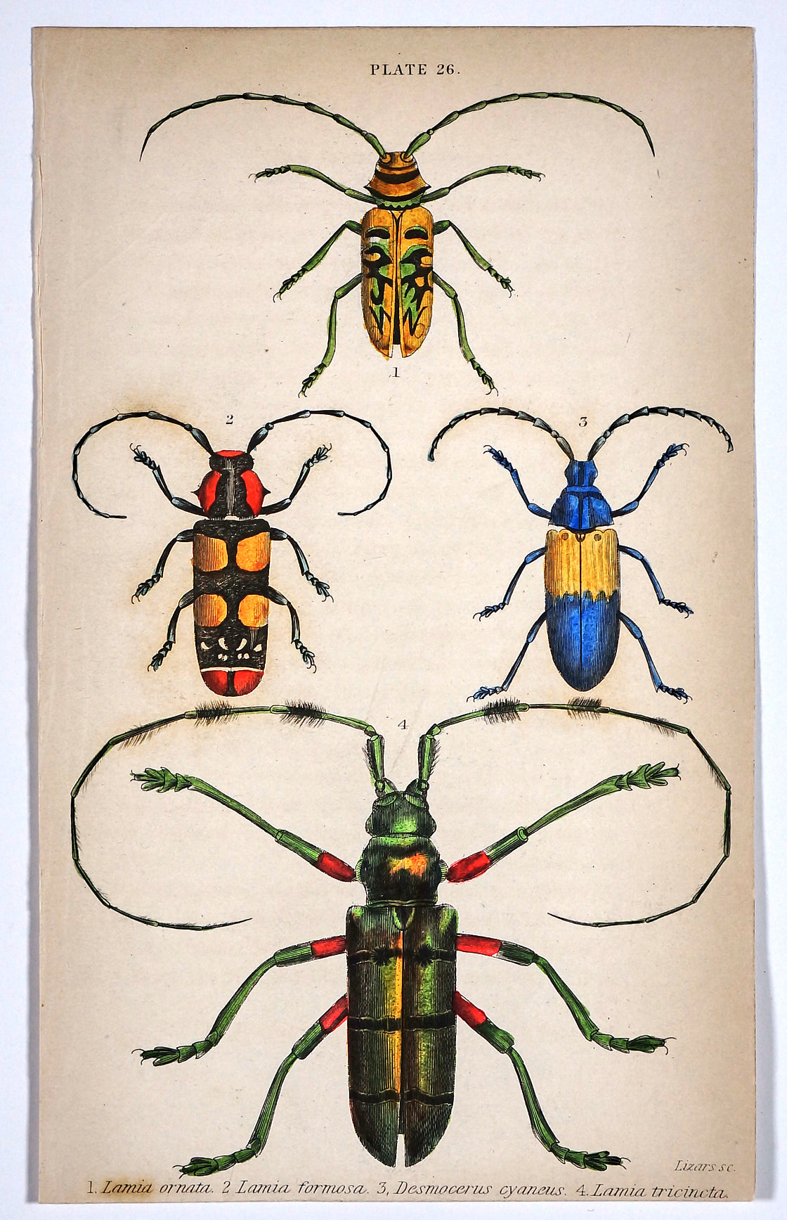Lamia Longhorn Beetles, Hand Colored Engraving - Authentic Vintage Poster
