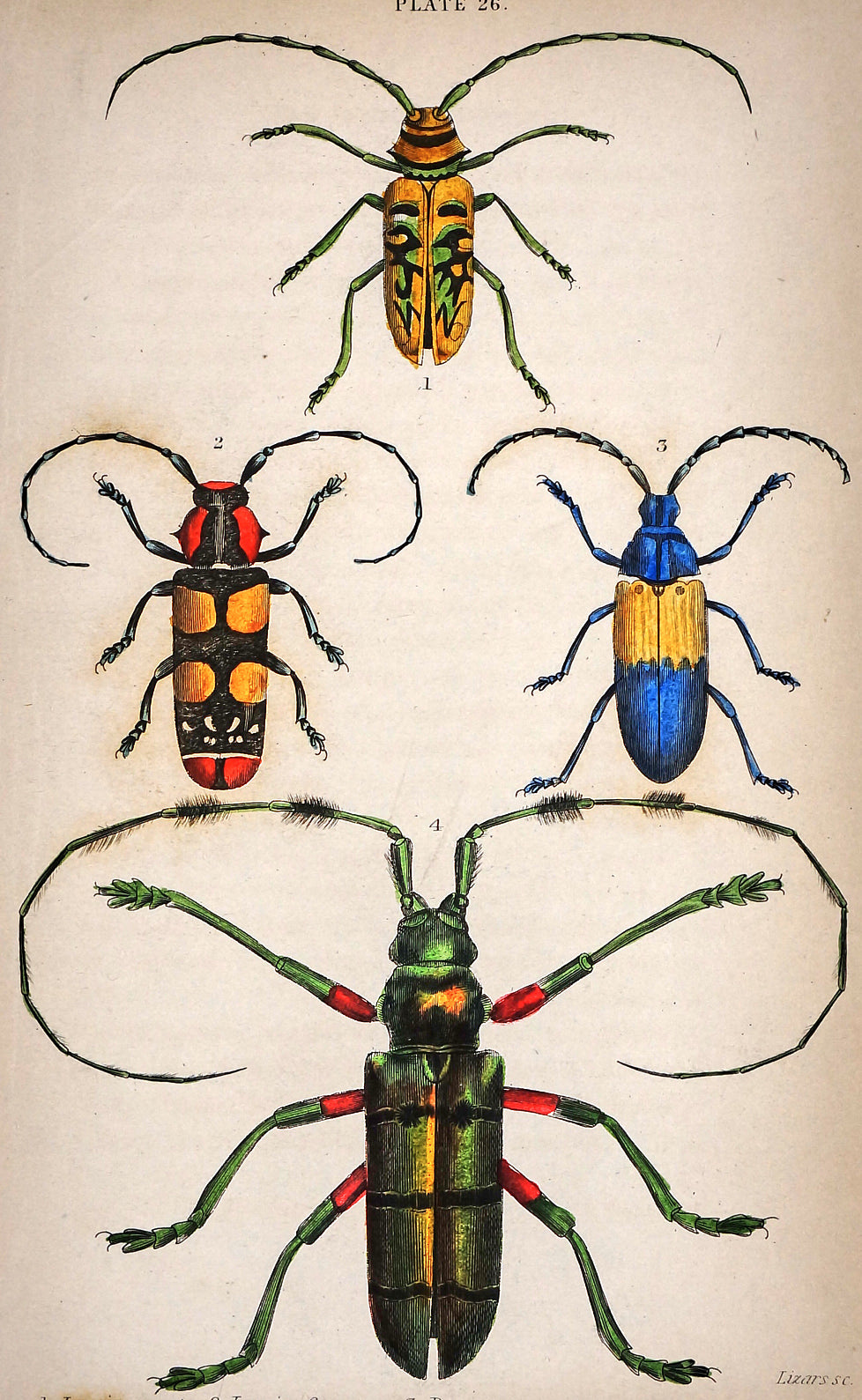 Lamia Longhorn Beetles, Hand Colored Engraving - Authentic Vintage Poster