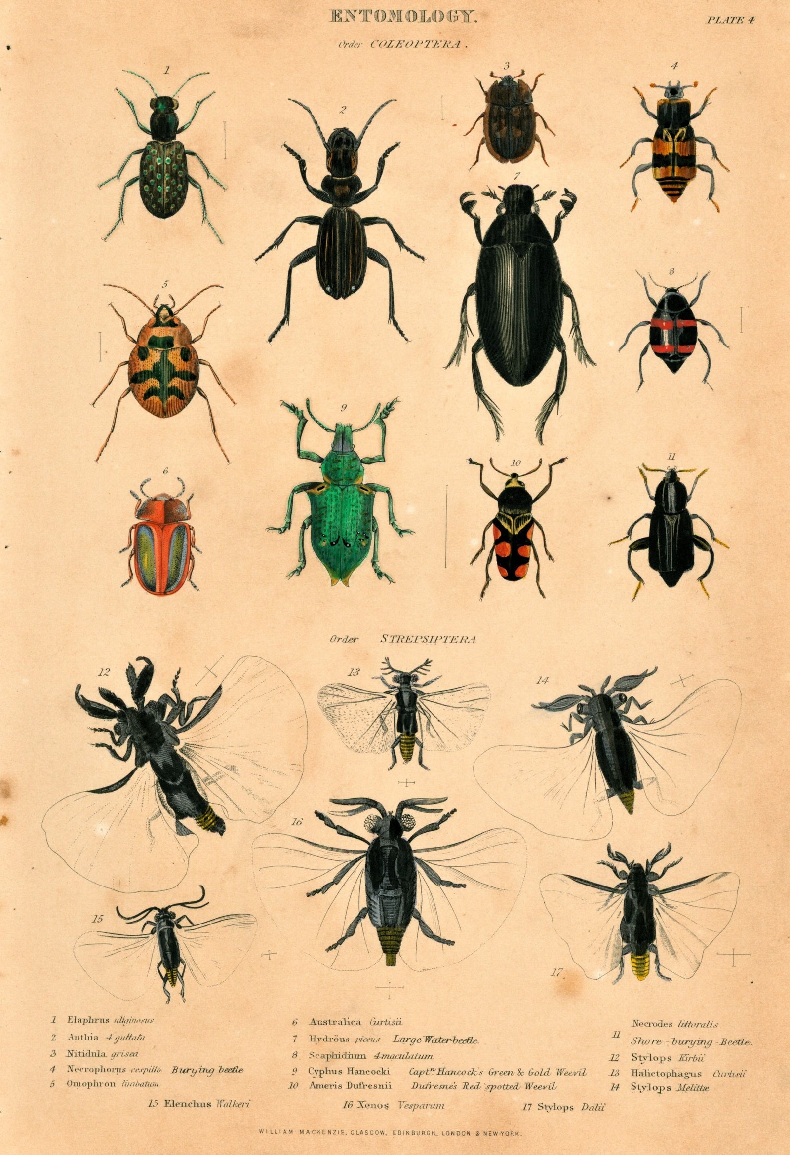 Various Beetles, Hand Colored Engraving - Authentic Vintage Antique Print
