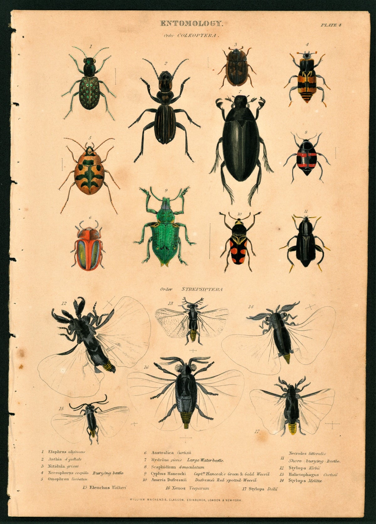 Various Beetles, Hand Colored Engraving - Authentic Vintage Antique Print
