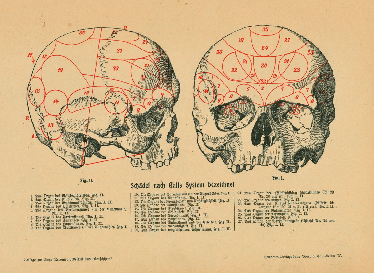 Human Skull, Antique Lithograph - Authentic Vintage Antique Print