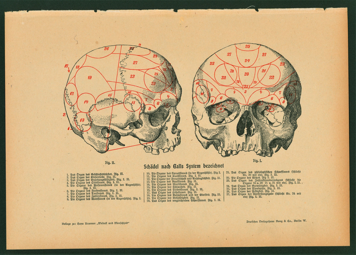 Human Skull, Antique Lithograph - Authentic Vintage Antique Print
