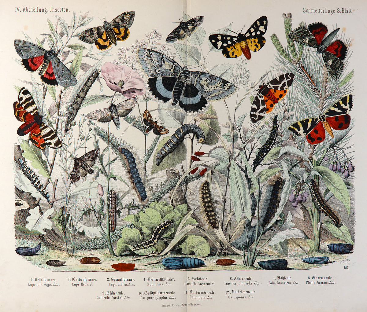 Tiger Moths, Blue Underwing, Butterfly- Hand Colored Engraving - Authentic Vintage Antique Print