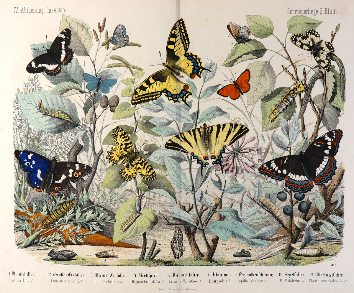 Swallowtail, Poplar &amp; Admiral Purple Emperor Hand Colored Print - Authentic Vintage Antique Print