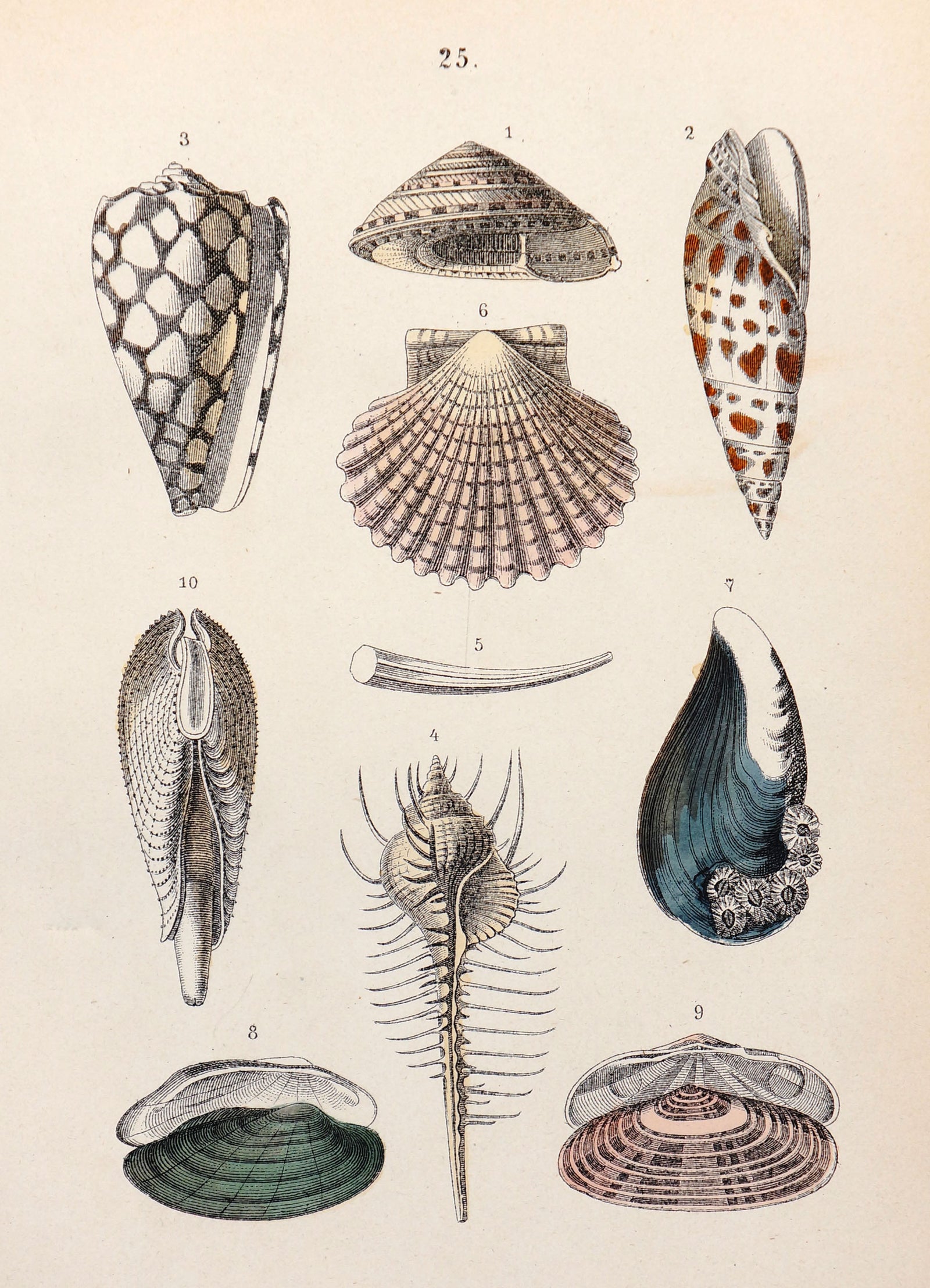 Sea Shells Antique Hand Colored Engraving - Authentic Vintage Antique Print