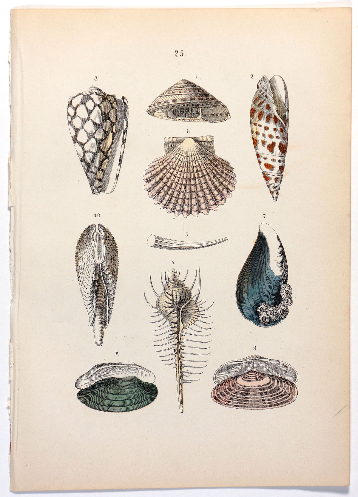 Sea Shells Antique Hand Colored Engraving - Authentic Vintage Antique Print