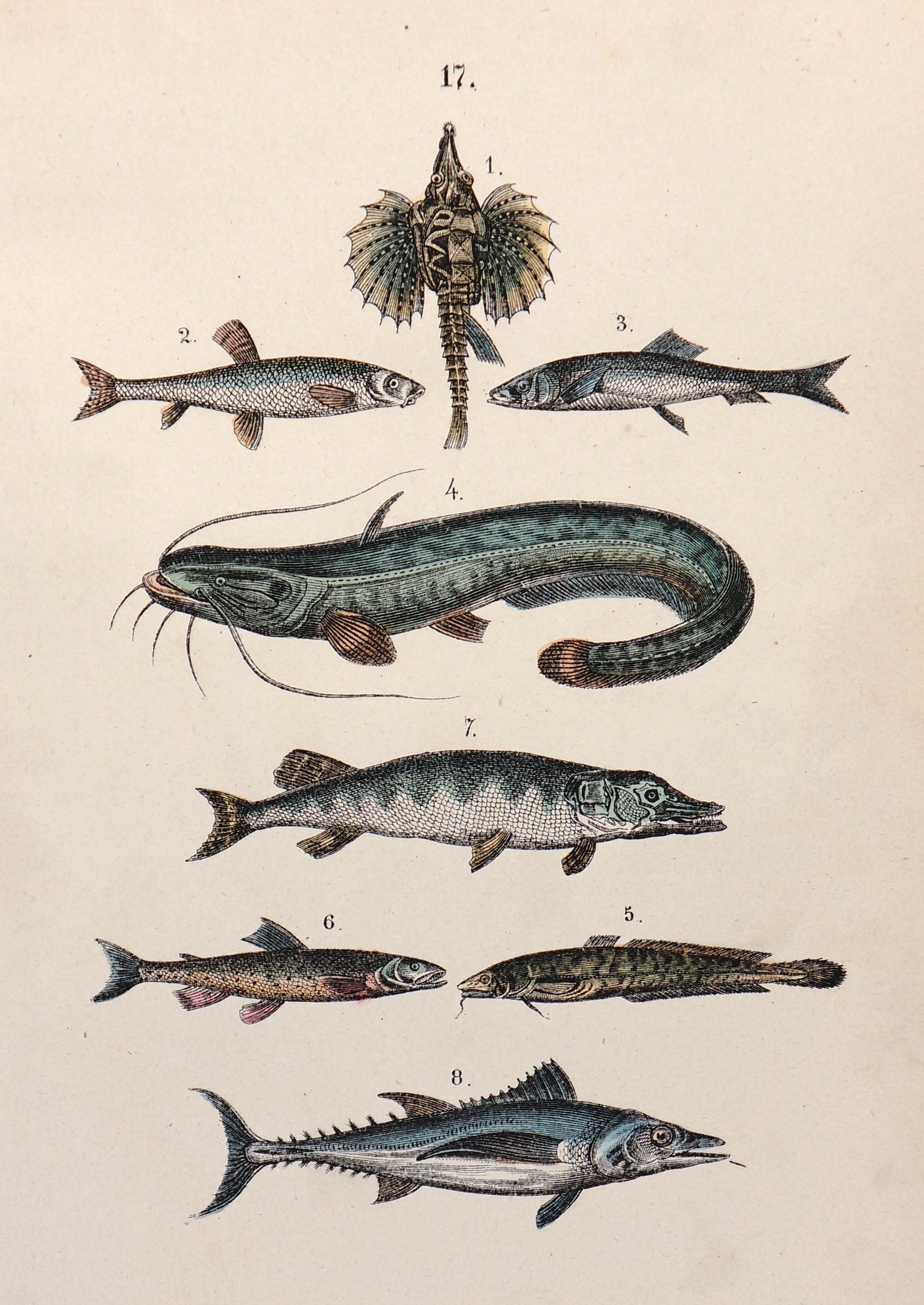 Pike. Trout, Tuna, Catfish Hand Color Engraving - Authentic Vintage Antique Print
