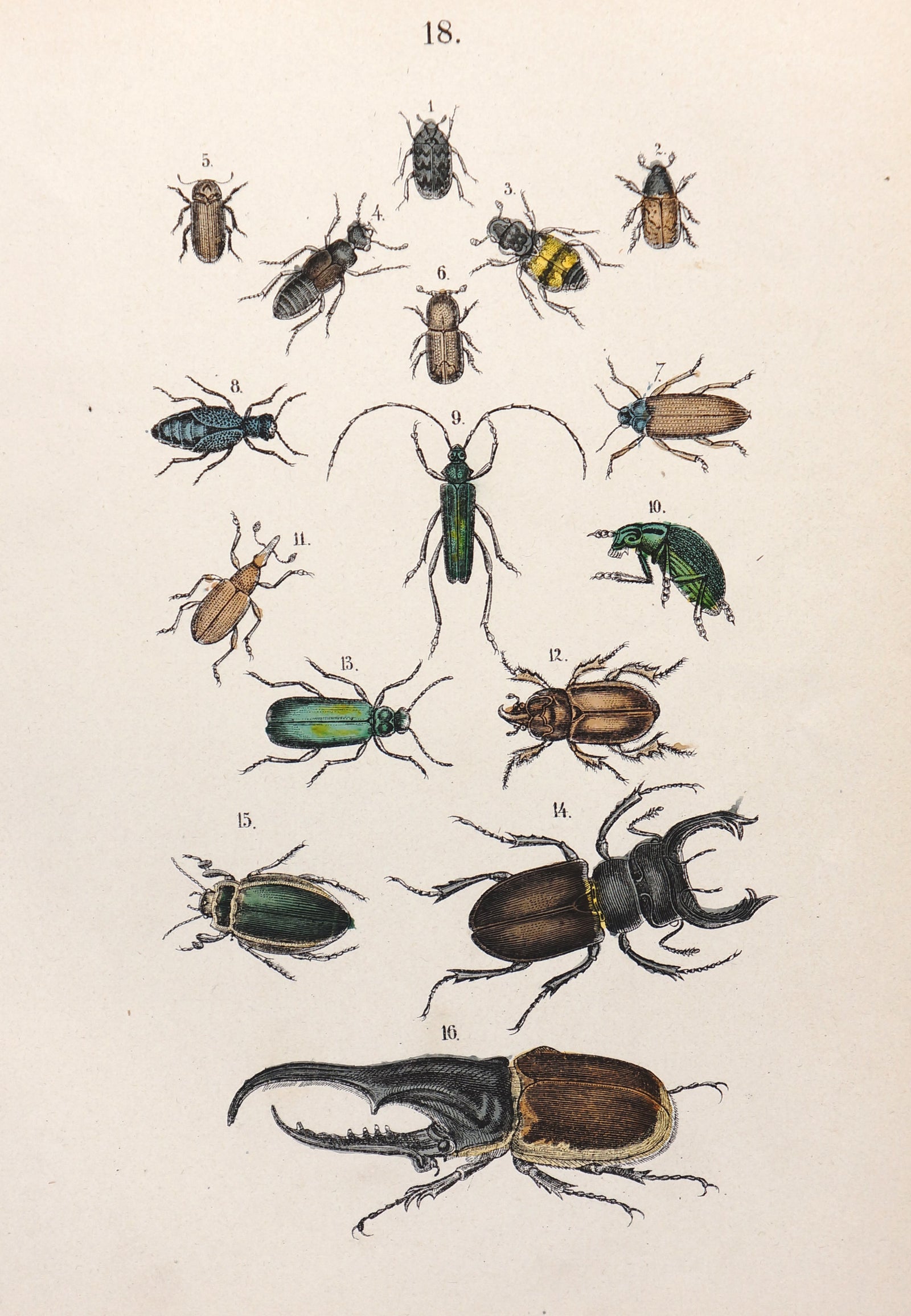 Beetles, Rhinoceros Beetle & Others Hand Colored Engraving - Authentic Vintage Antique Print