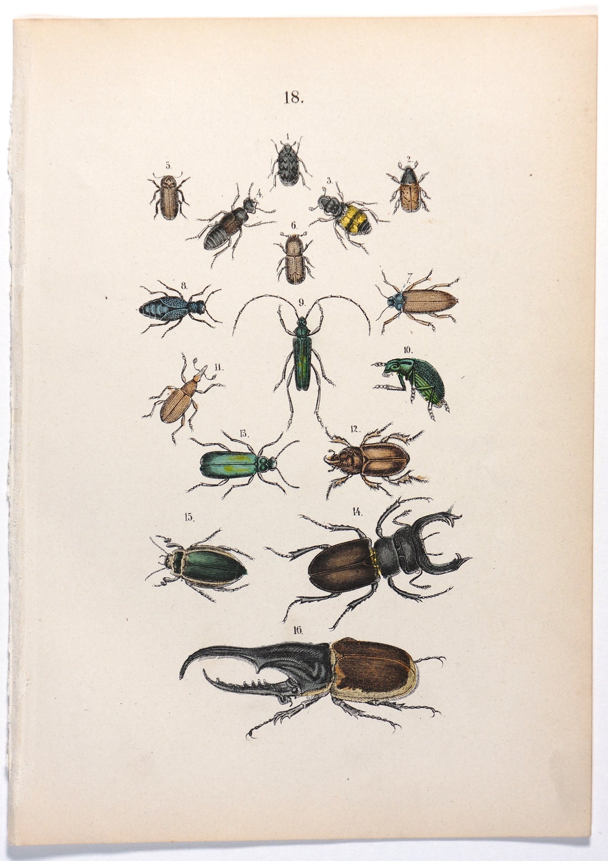 Beetles, Rhinoceros Beetle &amp; Others Hand Colored Engraving - Authentic Vintage Antique Print