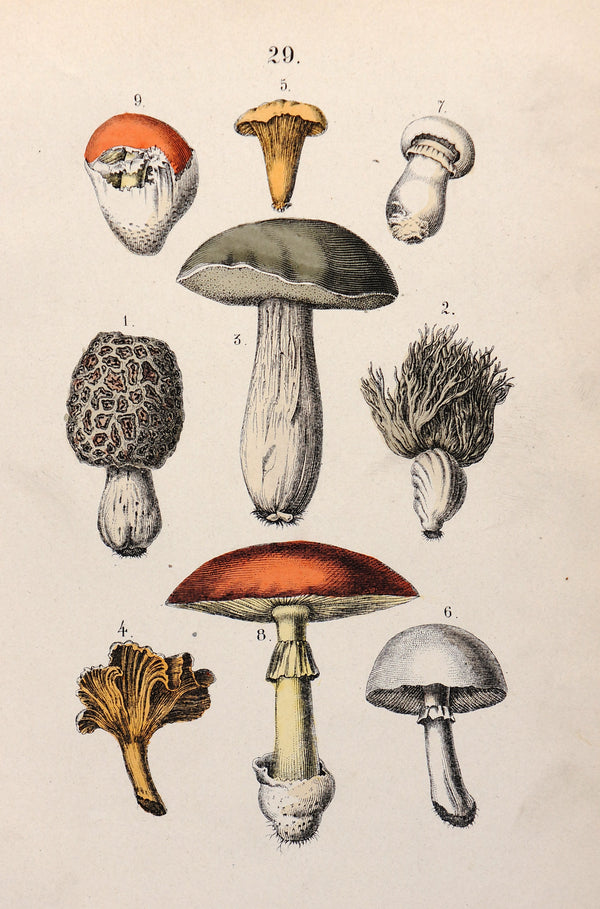 Mushrooms, Fungi Hand Colored Engraving - Authentic Vintage Antique Print
