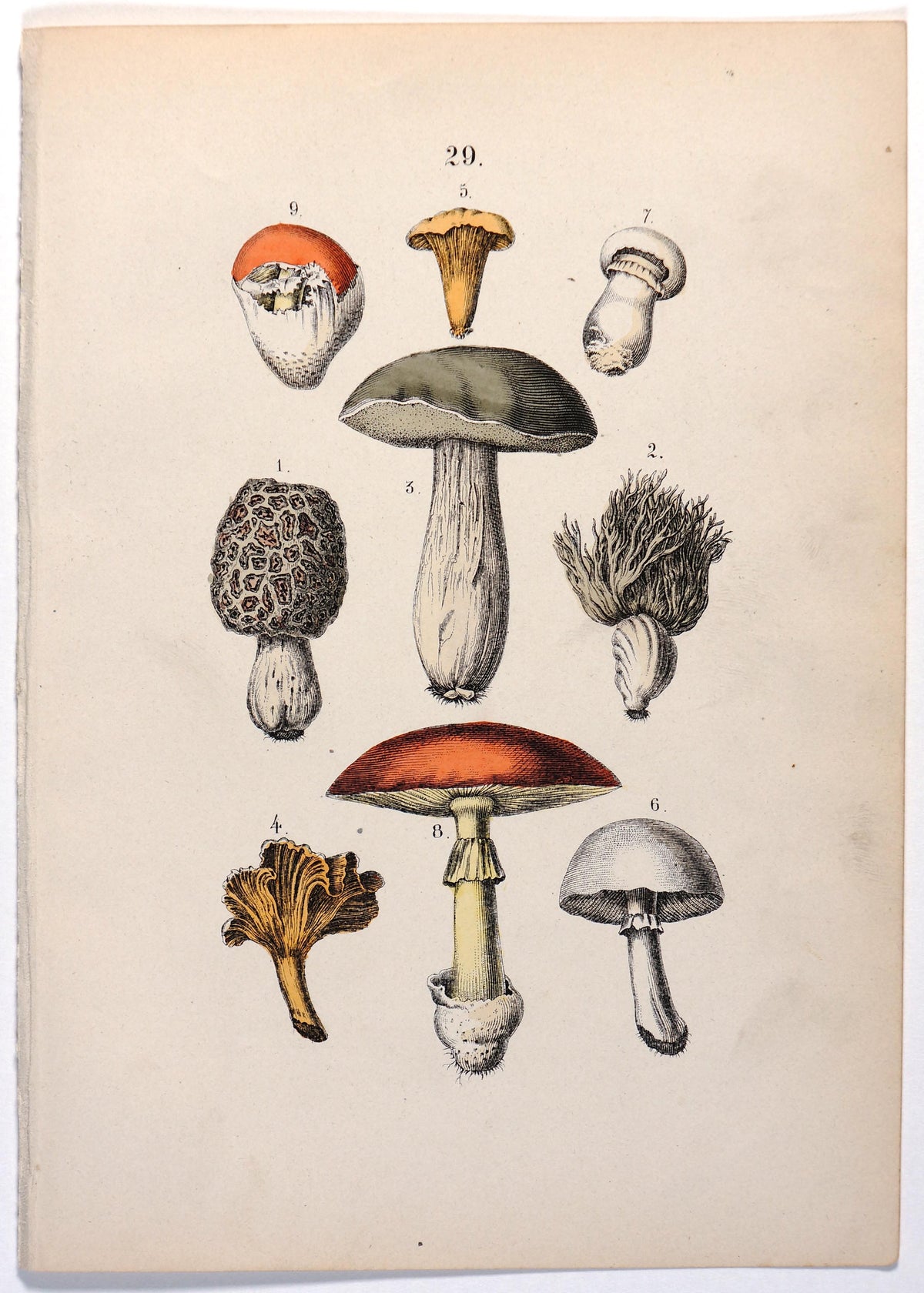 Mushrooms, Fungi Hand Colored Engraving - Authentic Vintage Past Sale