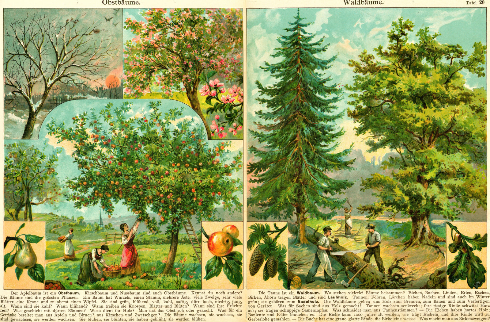 Apple & Pear Gardens- Antique Chromolithograph - Authentic Vintage Antique Print