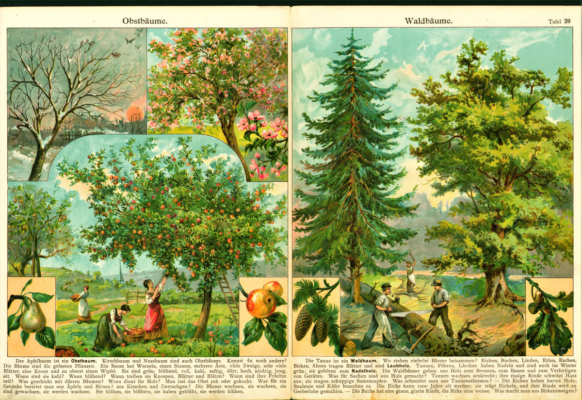 Apple &amp; Pear Gardens- Antique Chromolithograph - Authentic Vintage Antique Print