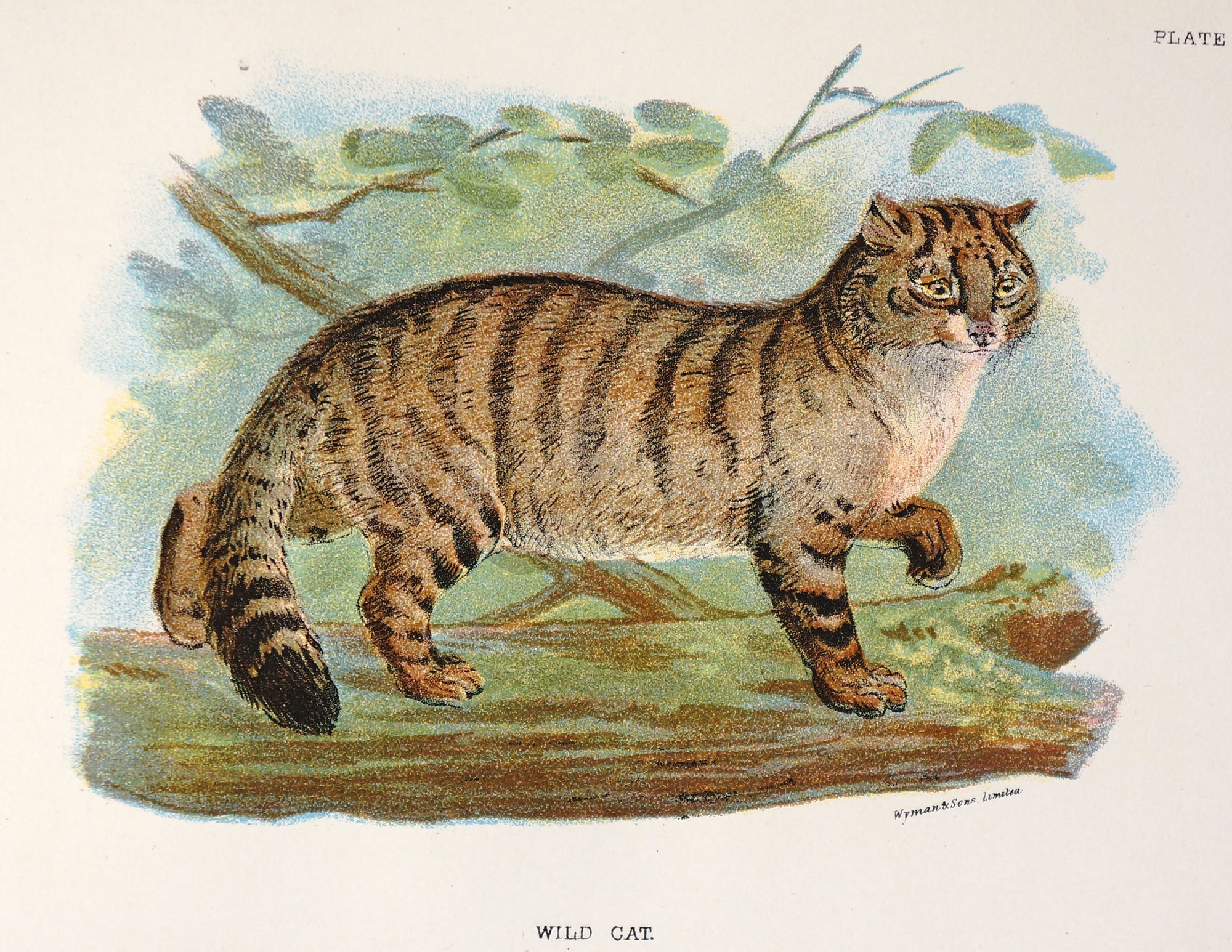 Wild Cat Antique Chromolithograph - Authentic Vintage Antique Print
