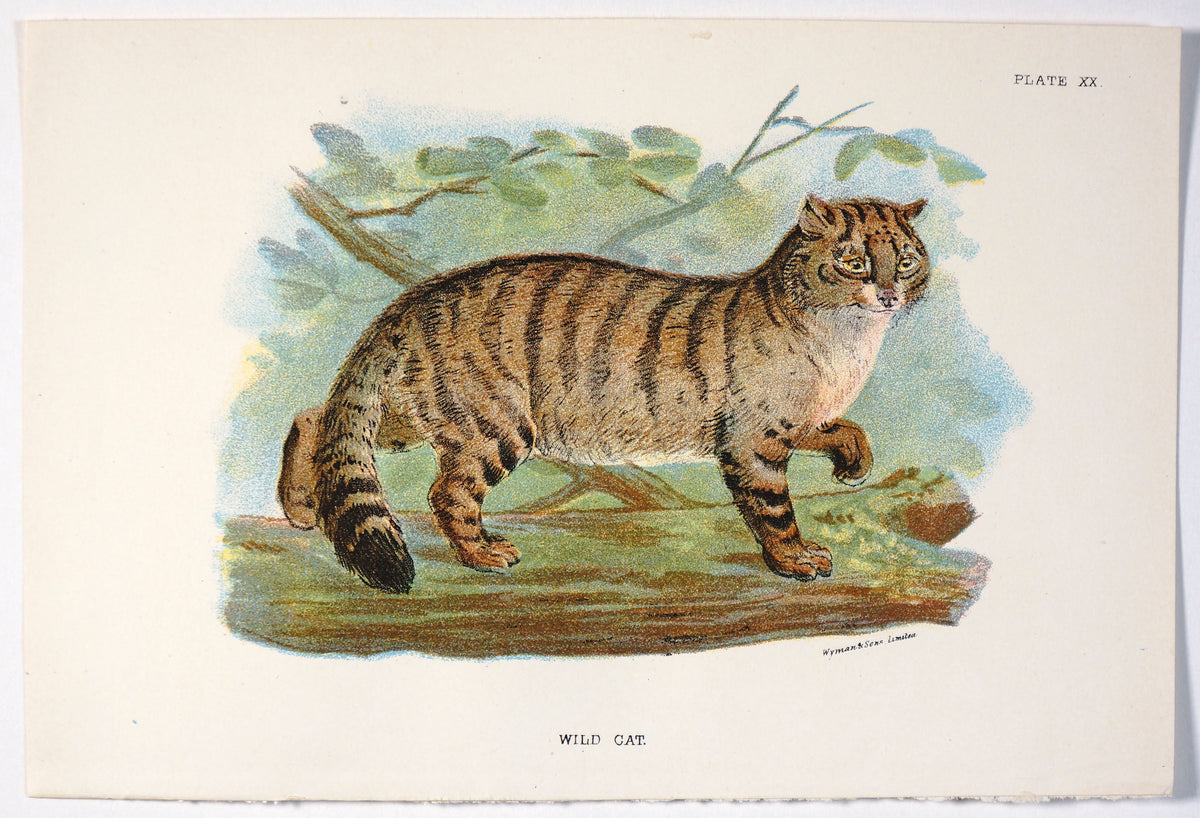Wild Cat Antique Chromolithograph - Authentic Vintage Antique Print