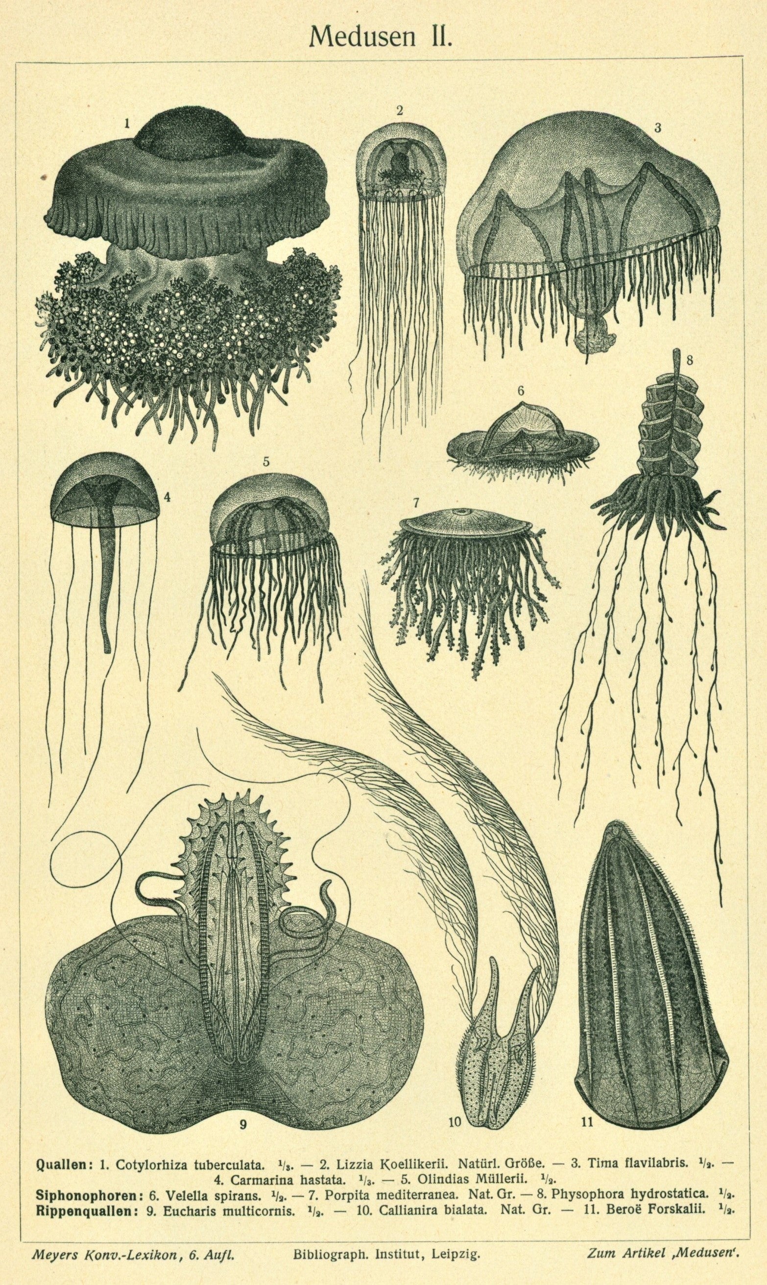 Comb, Medusa Jellyfish, Antique Engraving - Authentic Vintage Antique Print