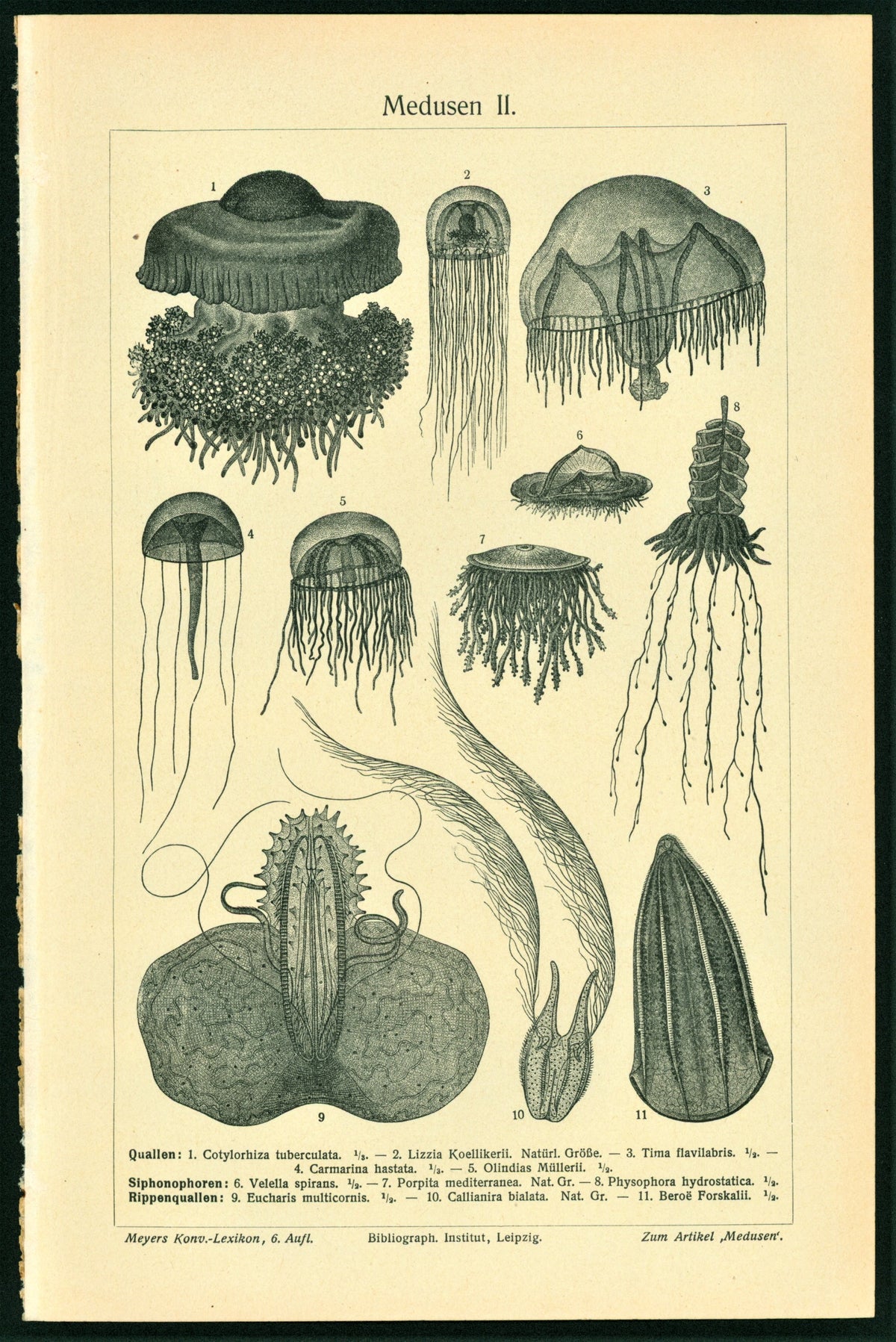 Comb, Medusa Jellyfish, Antique Engraving - Authentic Vintage Antique Print