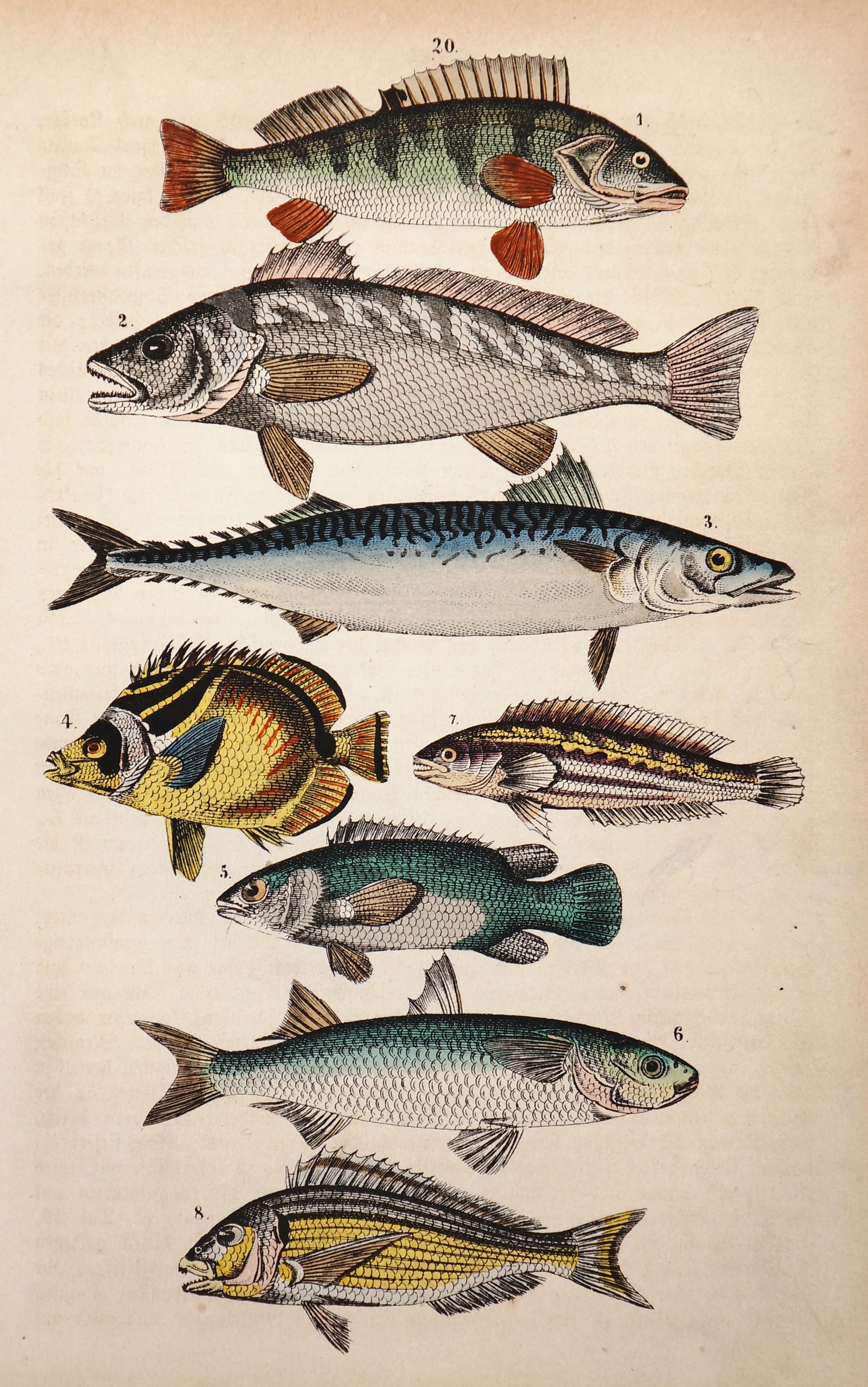 Perch, Mackerel & Butterfly Fish Hand colored Engraving - Authentic Vintage Antique Print