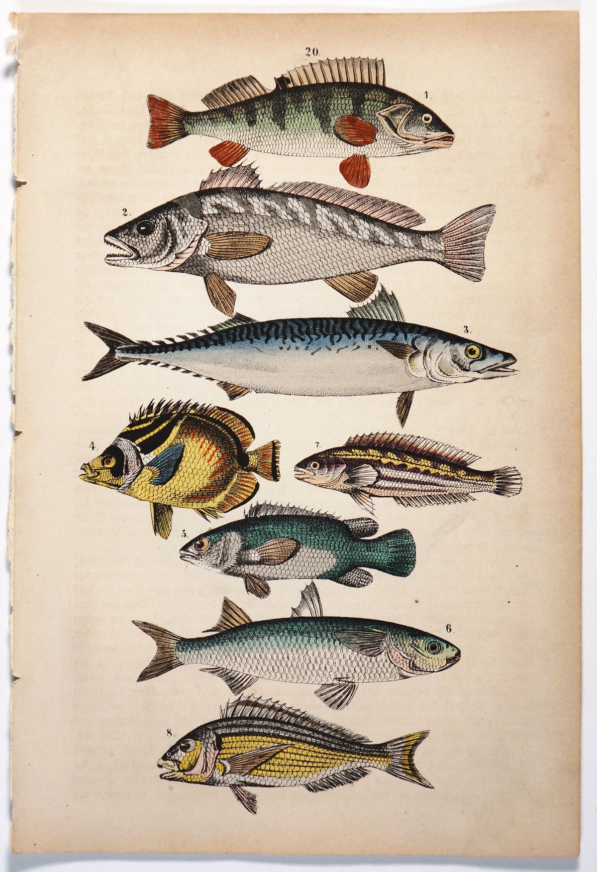 Perch, Mackerel &amp; Butterfly Fish Hand colored Engraving - Authentic Vintage Antique Print