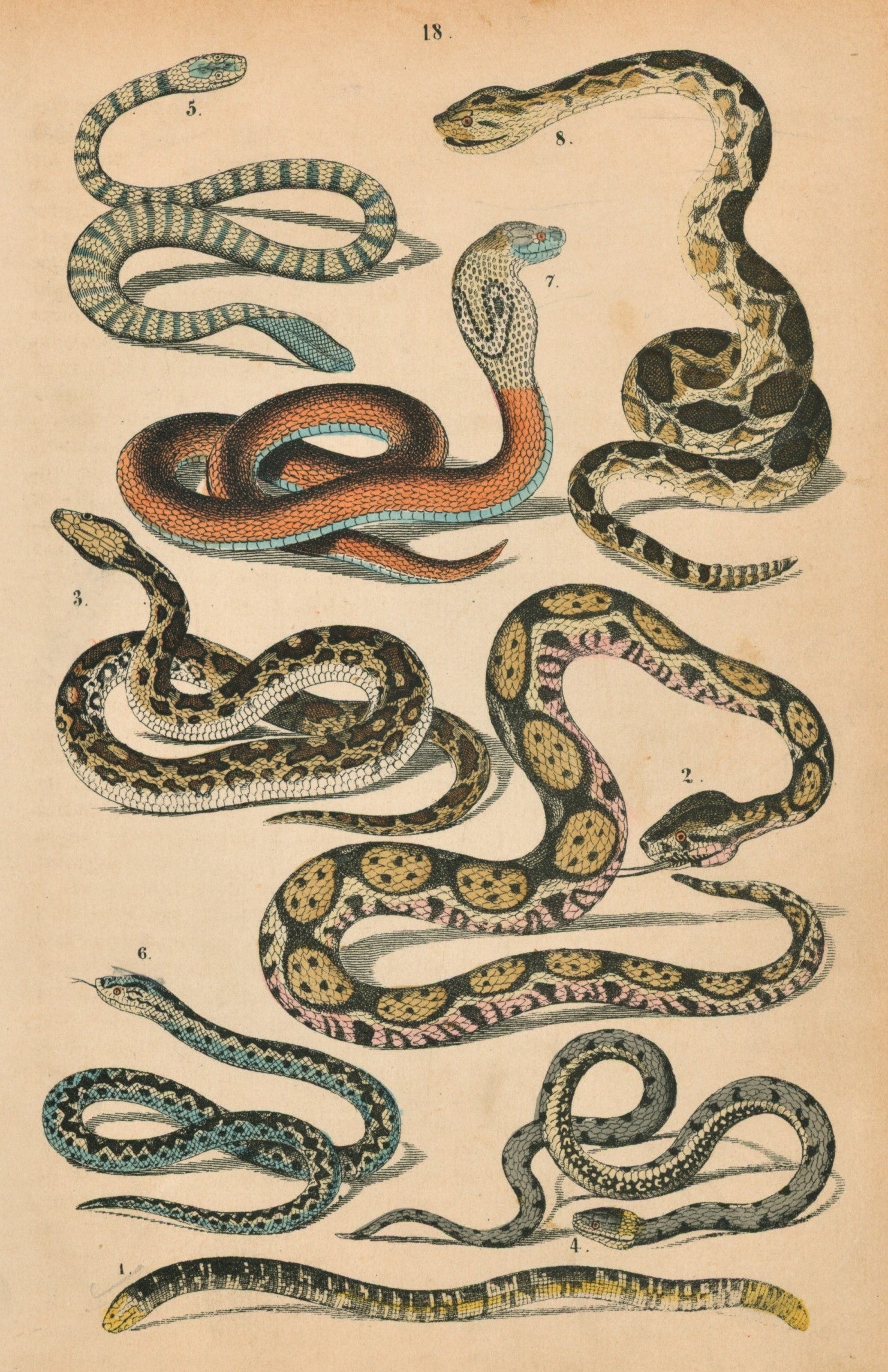 Cobra, Python, Boa & Rattlesnake Hand Colored Engraving - Authentic Vintage Antique Print