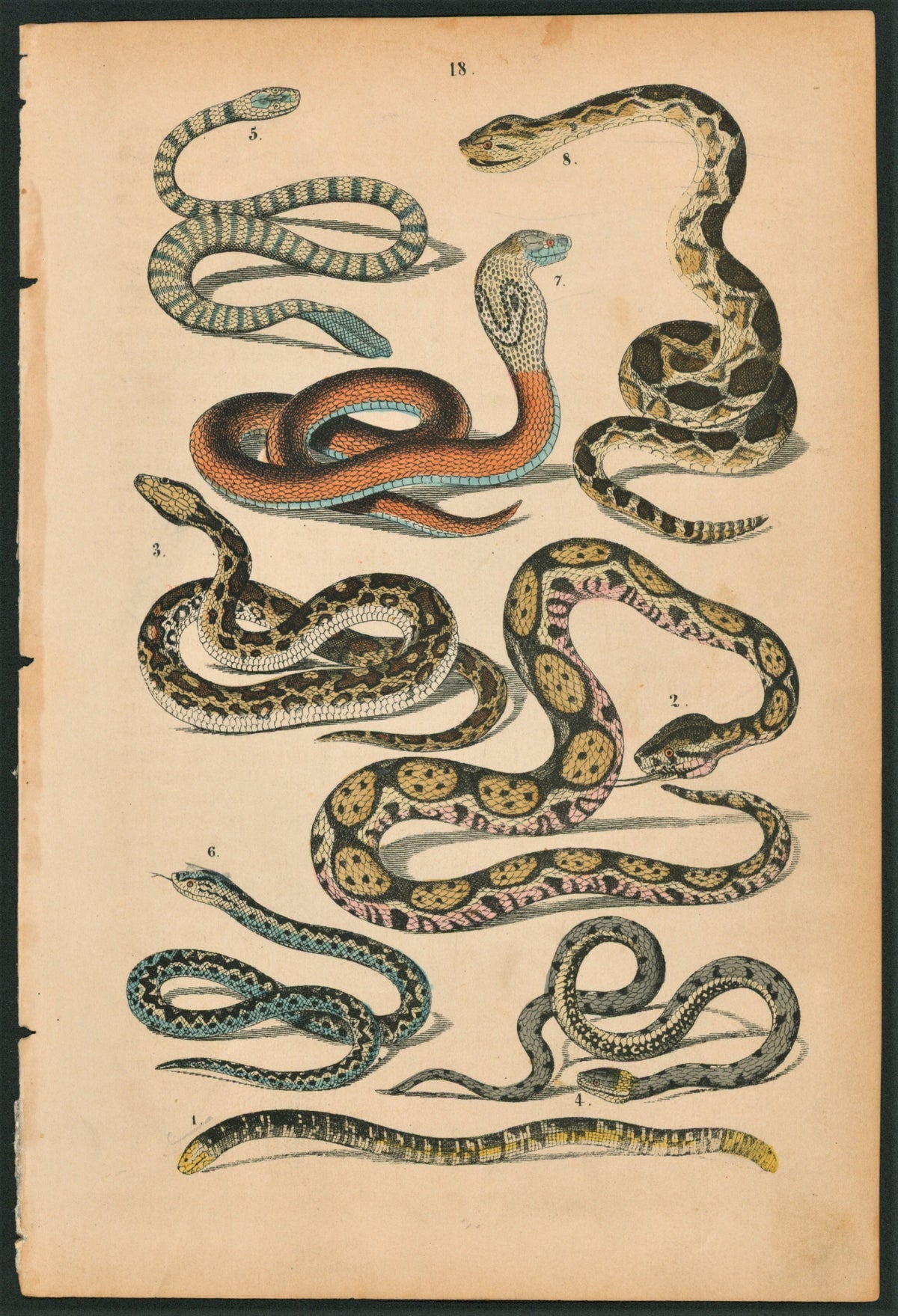 Cobra, Python, Boa &amp; Rattlesnake Hand Colored Engraving - Authentic Vintage Antique Print