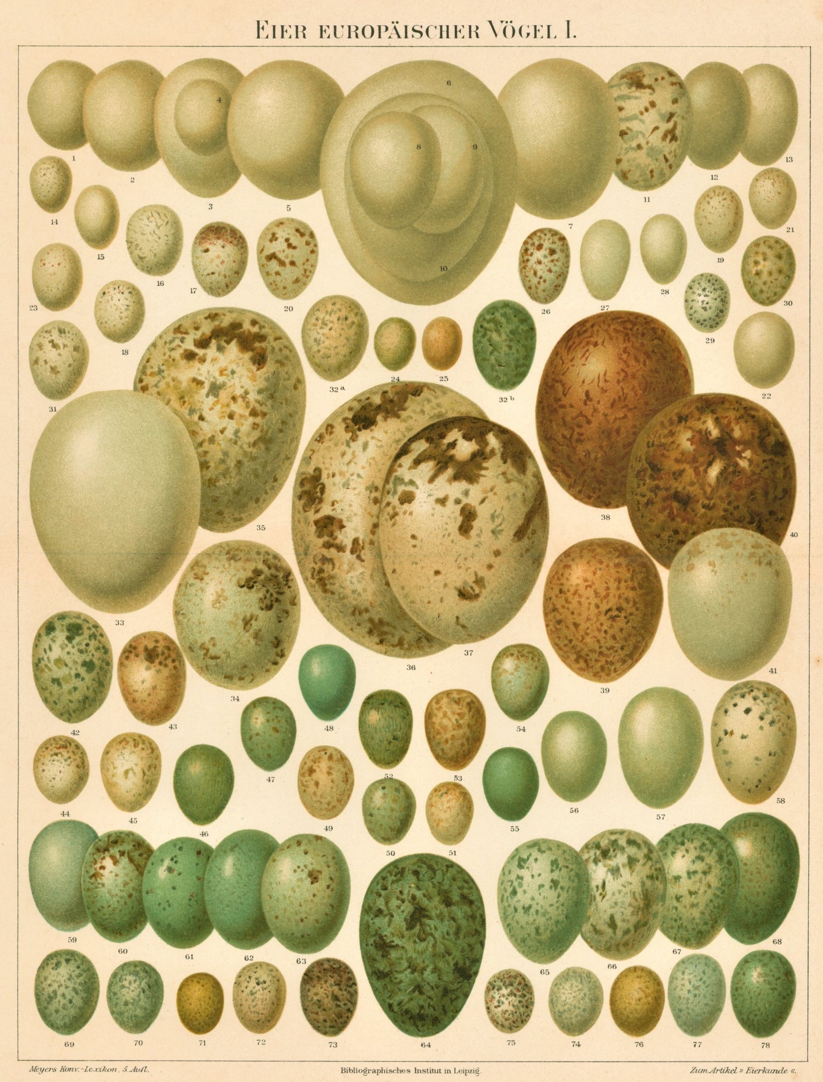 Bird Eggs, Antique Chromolithograph - Authentic Vintage Antique Print