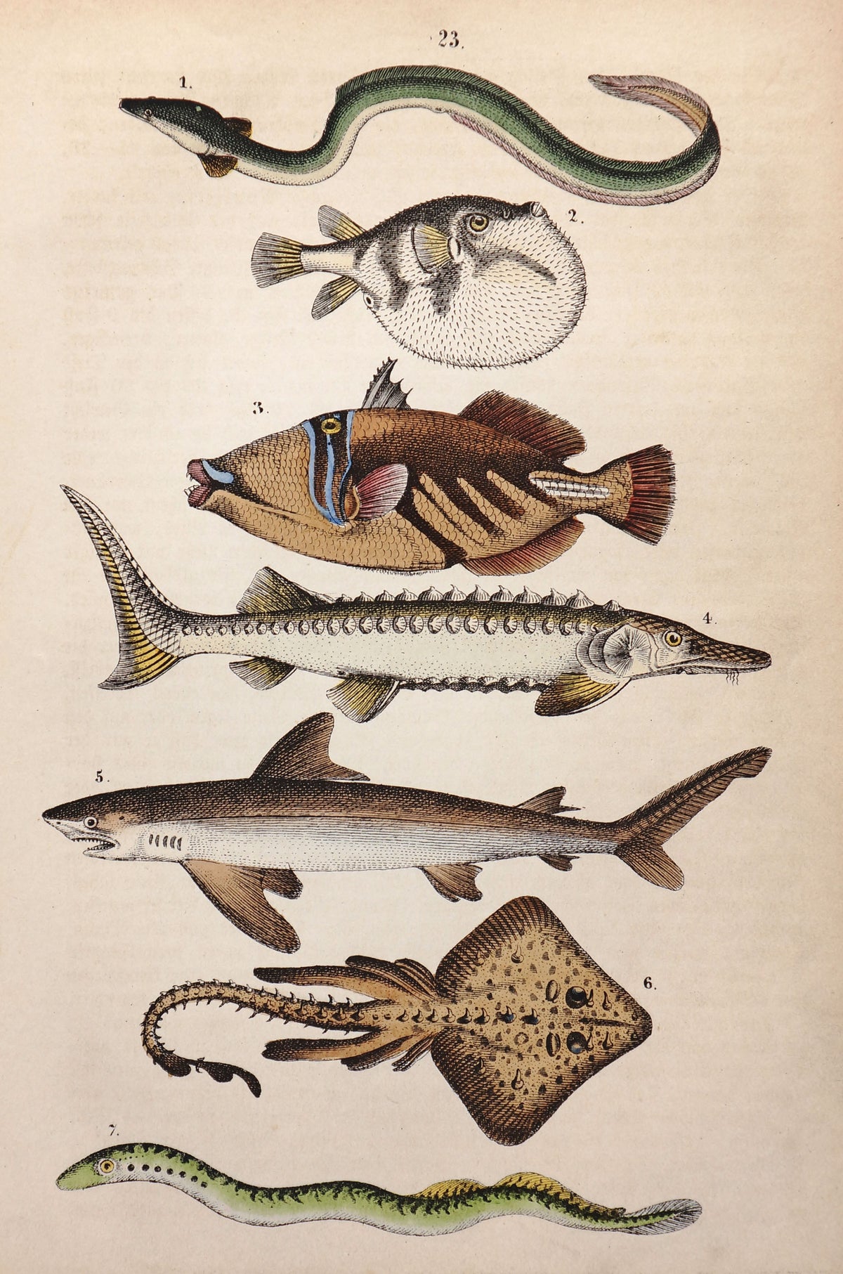 Shark, Sturgeon &amp; Puffer fish Hand Colored Engraving - Authentic Vintage Antique Print